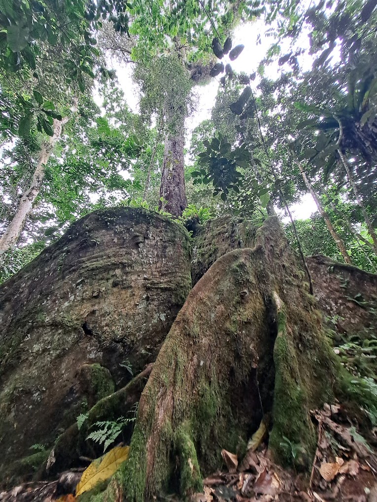 Ma Tree Walk 2 Ma Tree Walk 2