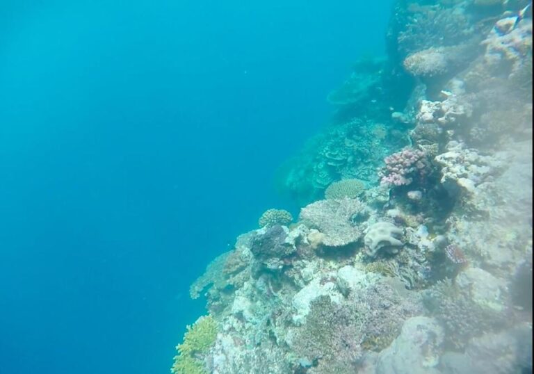 Snorkeling Tours – Vaiula Beach Fales TafaTafa Samoa